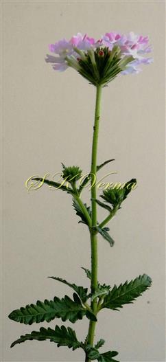  Flowering Shoot